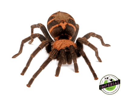 buy tarantulas online at cheap prices, tarantula for sale near me