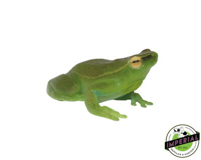 hatchet face tree frog for sale, buy amphibians online
