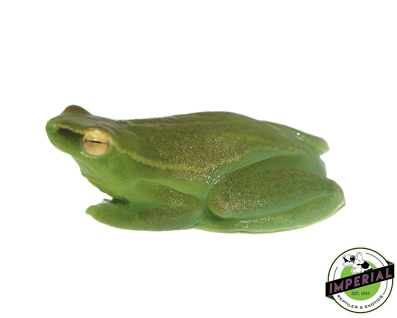 Hatchet Face Tree Frog For Sale - Imperial Reptiles – IMPERIAL REPTILES