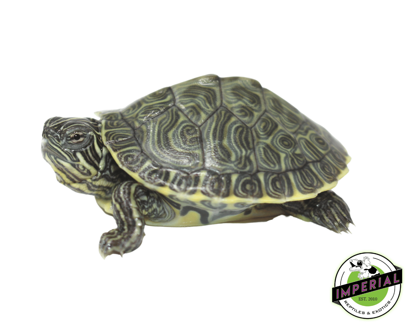 Hieroglyphic River cooter turtle for sale, buy reptiles online