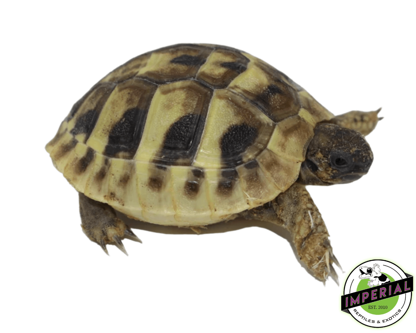 hermanns tortoise for sale, buy reptiles online