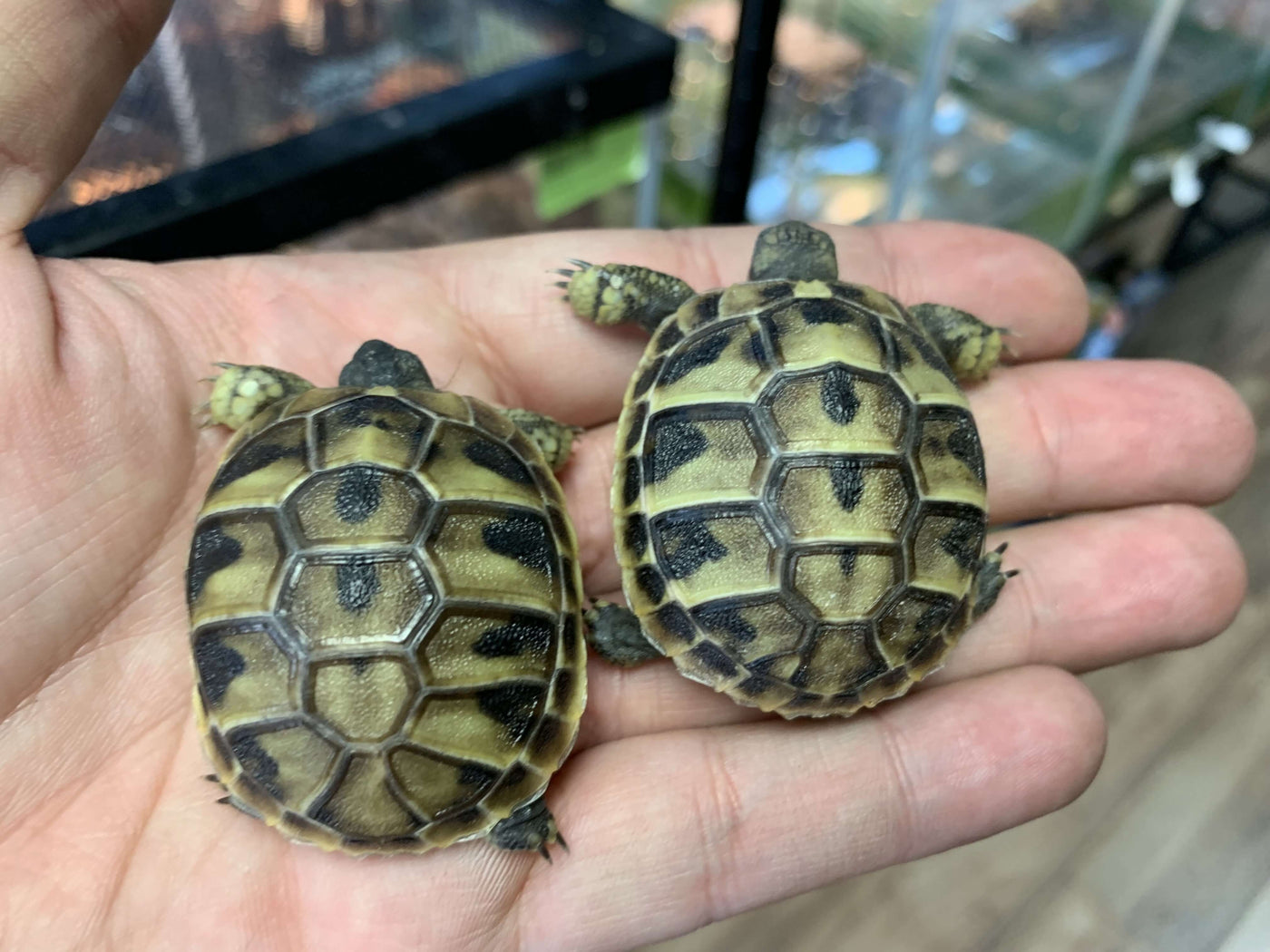 Hermann's Tortoise For Sale Imperial Reptiles – IMPERIAL