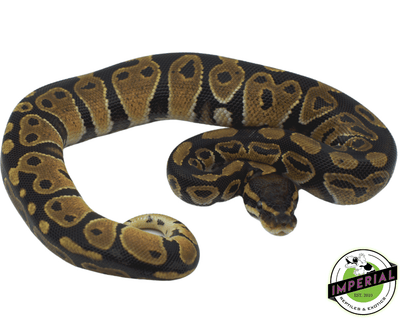 het albino ball python for sale at cheap prices. buy ball pythons online near me