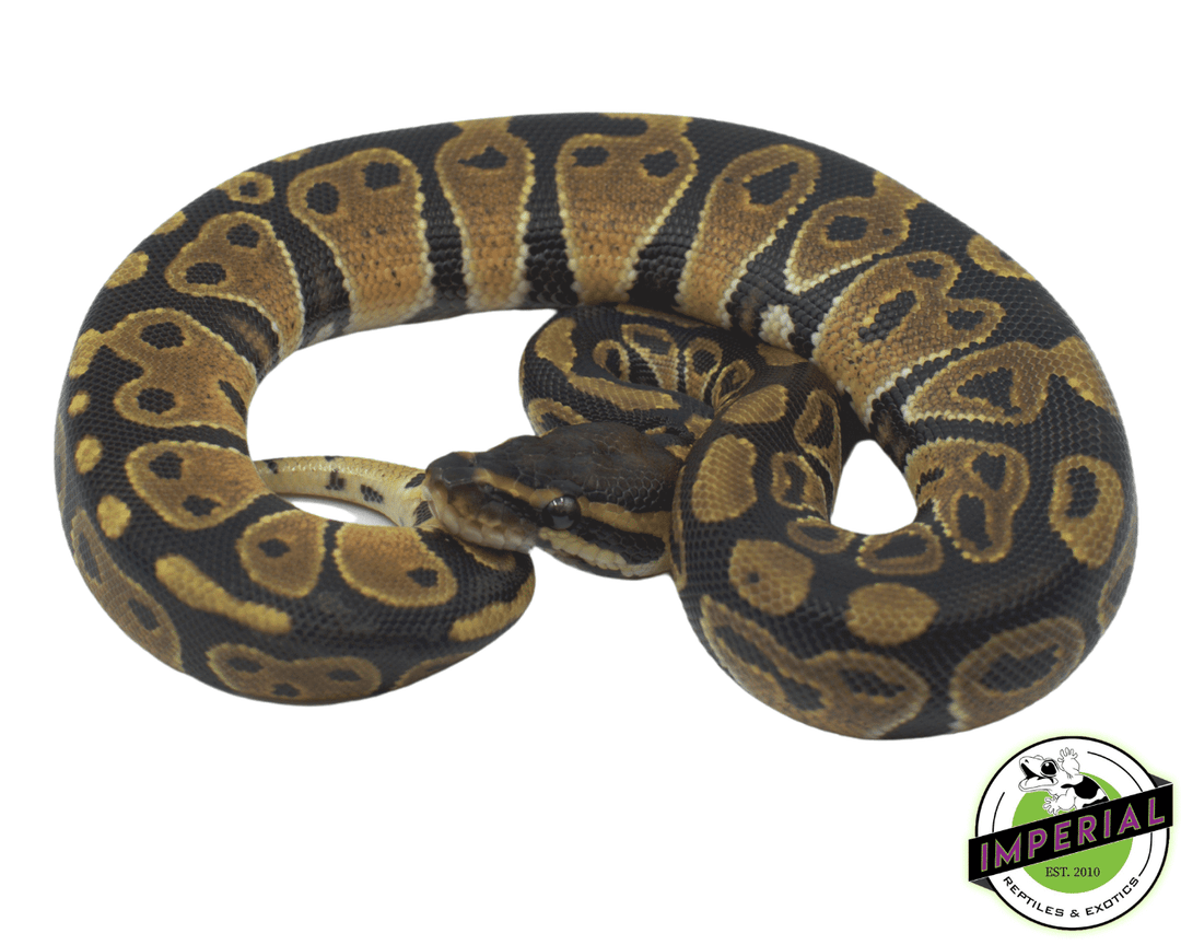 Tortoise Shell Ball Python Het Albino Ball Python Albino Enchi Ball Python Tortoise World