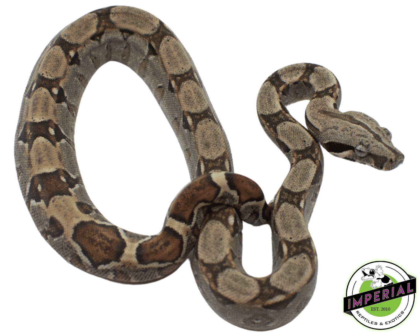 colombian boa constrictor for sale, buy reptiles online