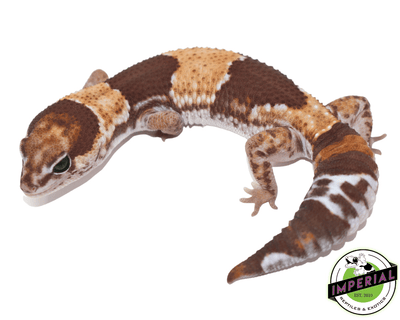 Het caramel oreo African Fat Tail gecko for sale, buy reptiles online