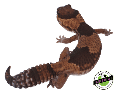 het patty African Fat Tail gecko for sale, buy reptiles online