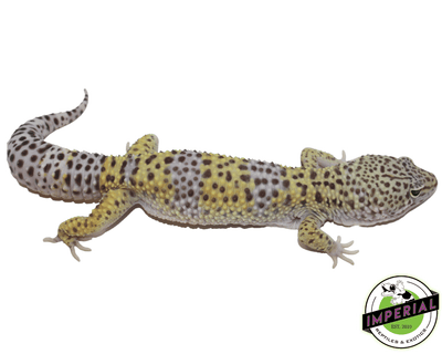 het rainwater bae leopard gecko for sale, buy reptiles online
