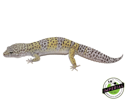het rainwater bae leopard gecko for sale, buy reptiles online
