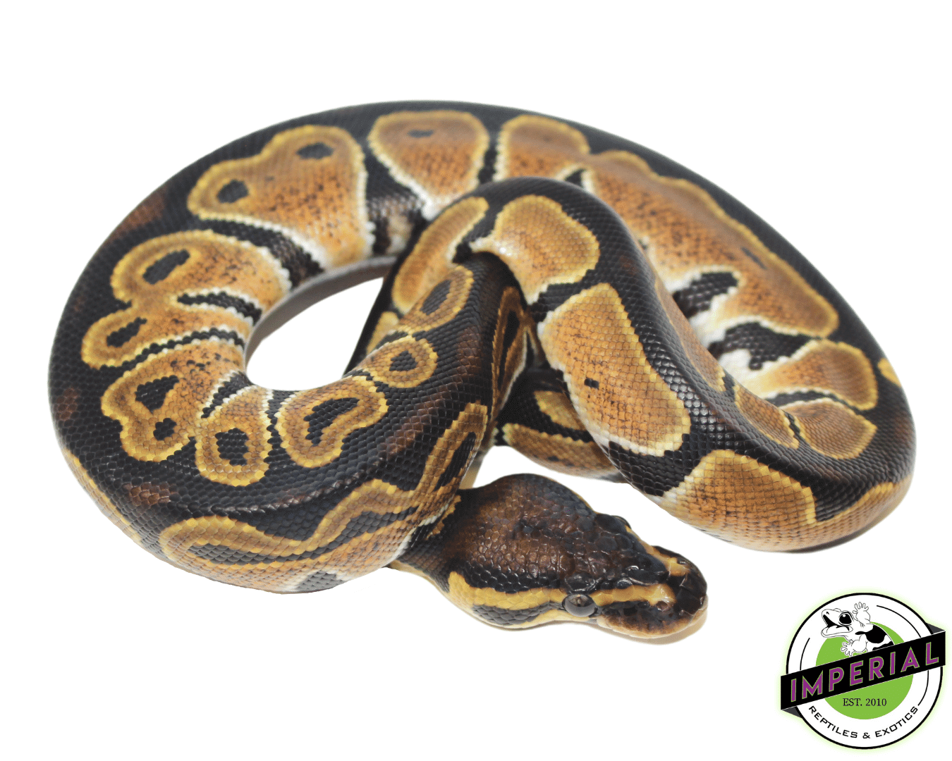 HRA Ball Python For Sale - Imperial Reptiles – IMPERIAL REPTILES & EXOTICS