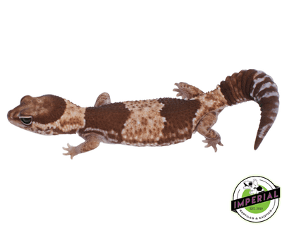 ph zulu African Fat Tail gecko for sale, buy reptiles online
