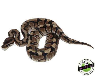 hidden gene woma ball python for sale, buy reptiles online