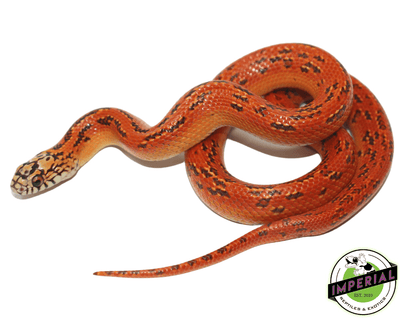 hi red hypo mosaic fl kingsnake for sale,buy reptiles online
