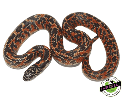 hi red mosaic fl kingsnake for sale,buy reptiles online