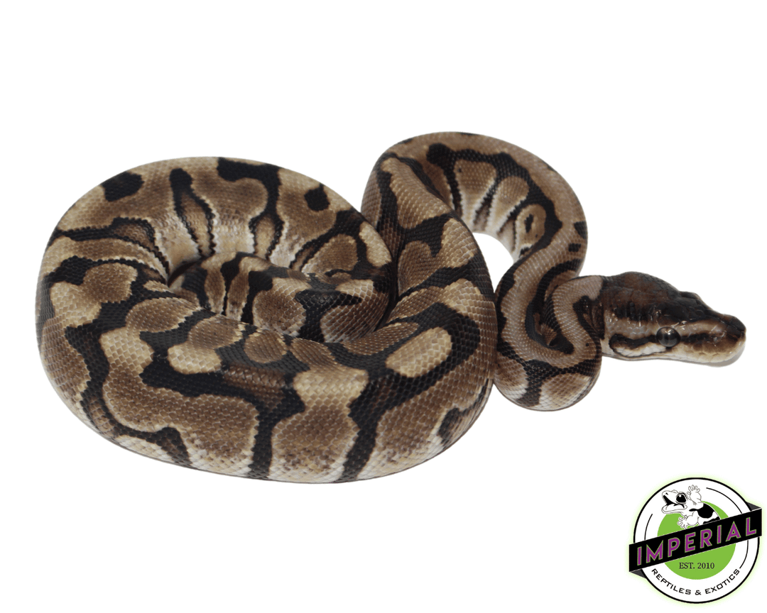 hidden-gene-woma-yellowbelly-