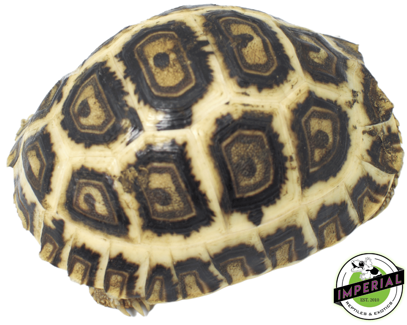 high blonde leopard tortoise for sale, buy reptiles online
