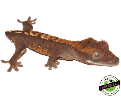 High End Crested Gecko Baby