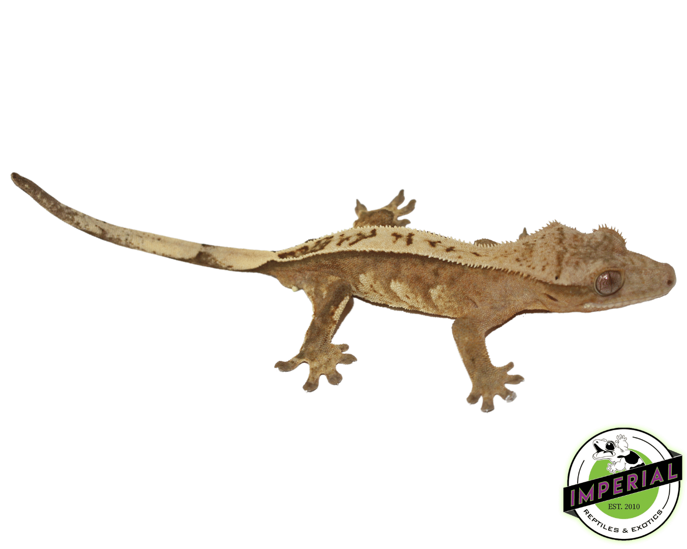Premium Crested Gecko Adult For Sale - Imperial Reptiles – IMPERIAL