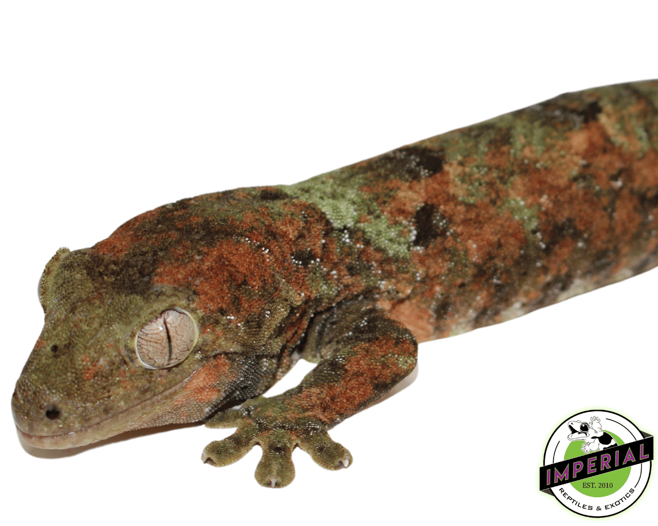 chahoua Gecko for sale, buy reptiles online