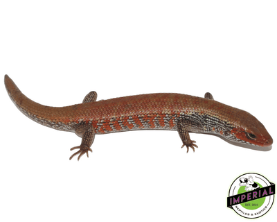 fire skink for sale, buy reptiles online