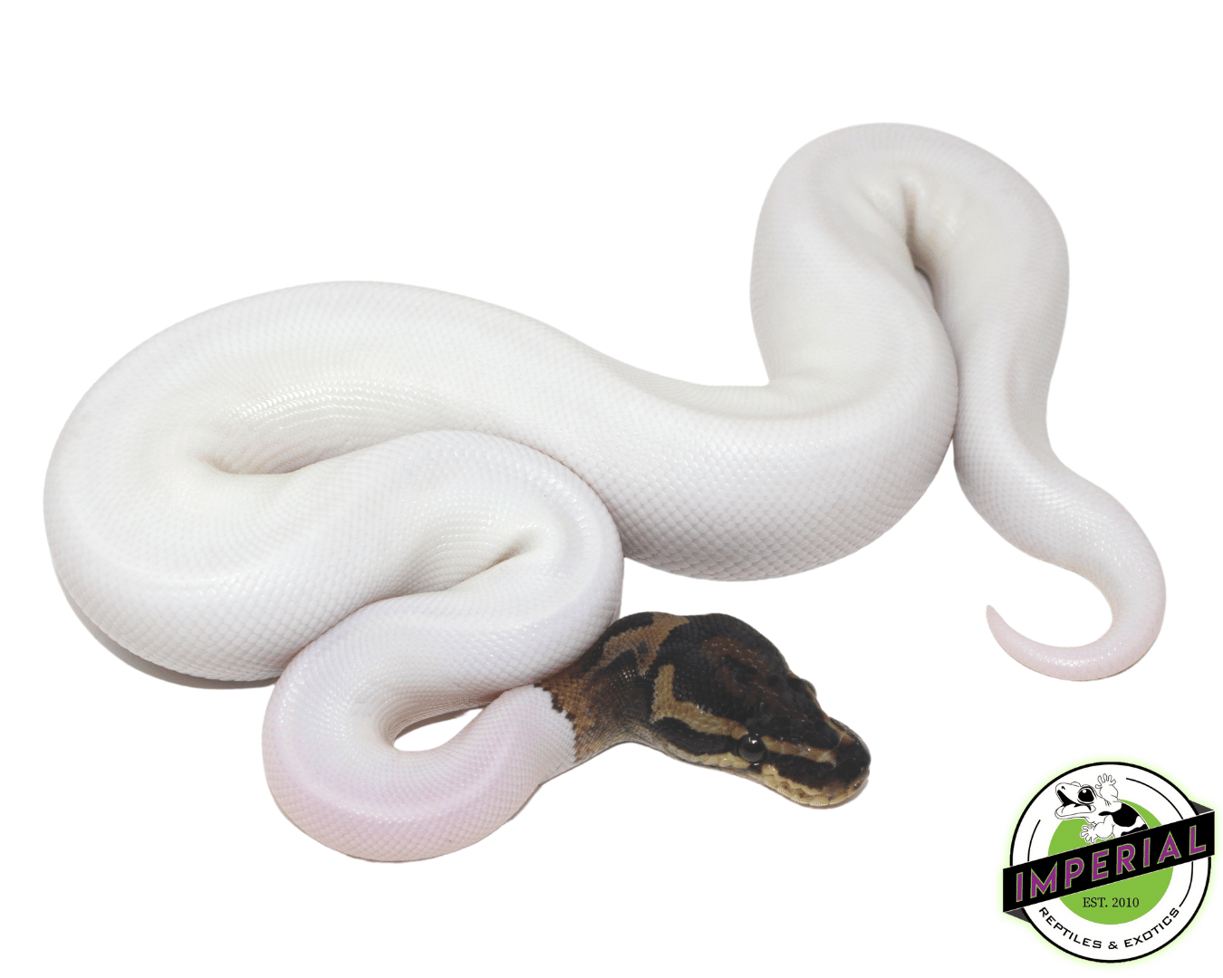 pied ball python for sale, buy reptiles online
