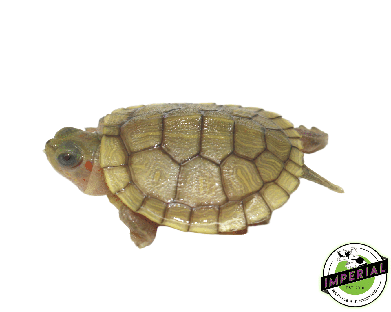 hybino red ear slider turtle for sale, buy turtles online at cheap prices