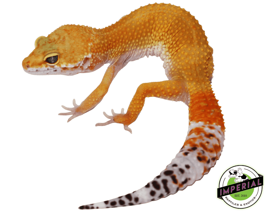 その他 Leopard Geckos All available Leopard Geckos | Geckoboa