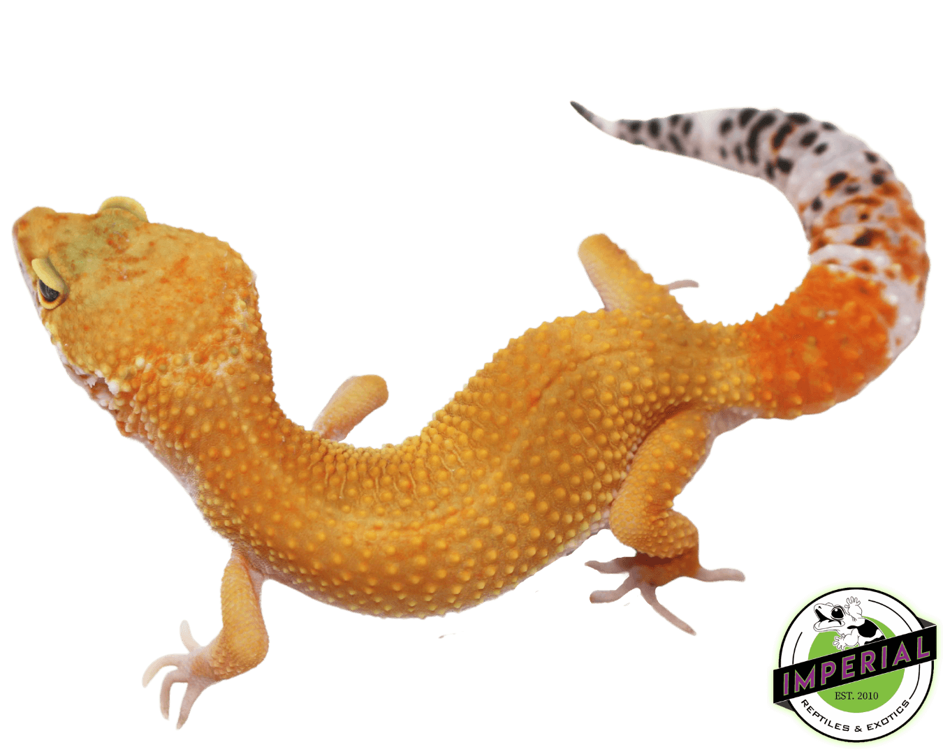 hypo het eclipse leopard gecko for sale, buy reptiles online