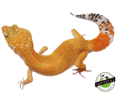 hypo het eclipse leopard gecko for sale, buy reptiles online