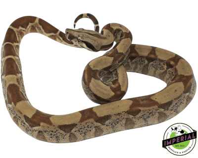 colombian boa constrictor for sale, buy reptiles online