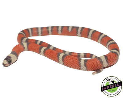 hypo tri-color honduran milk snake for sale, buy reptiles online