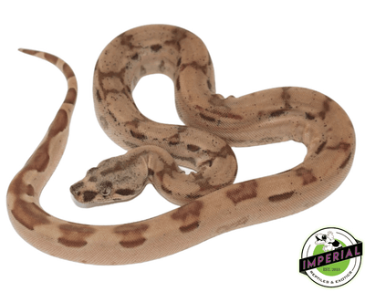 hypo jungle arabesque colombian boa constrictor for sale, buy reptiles online