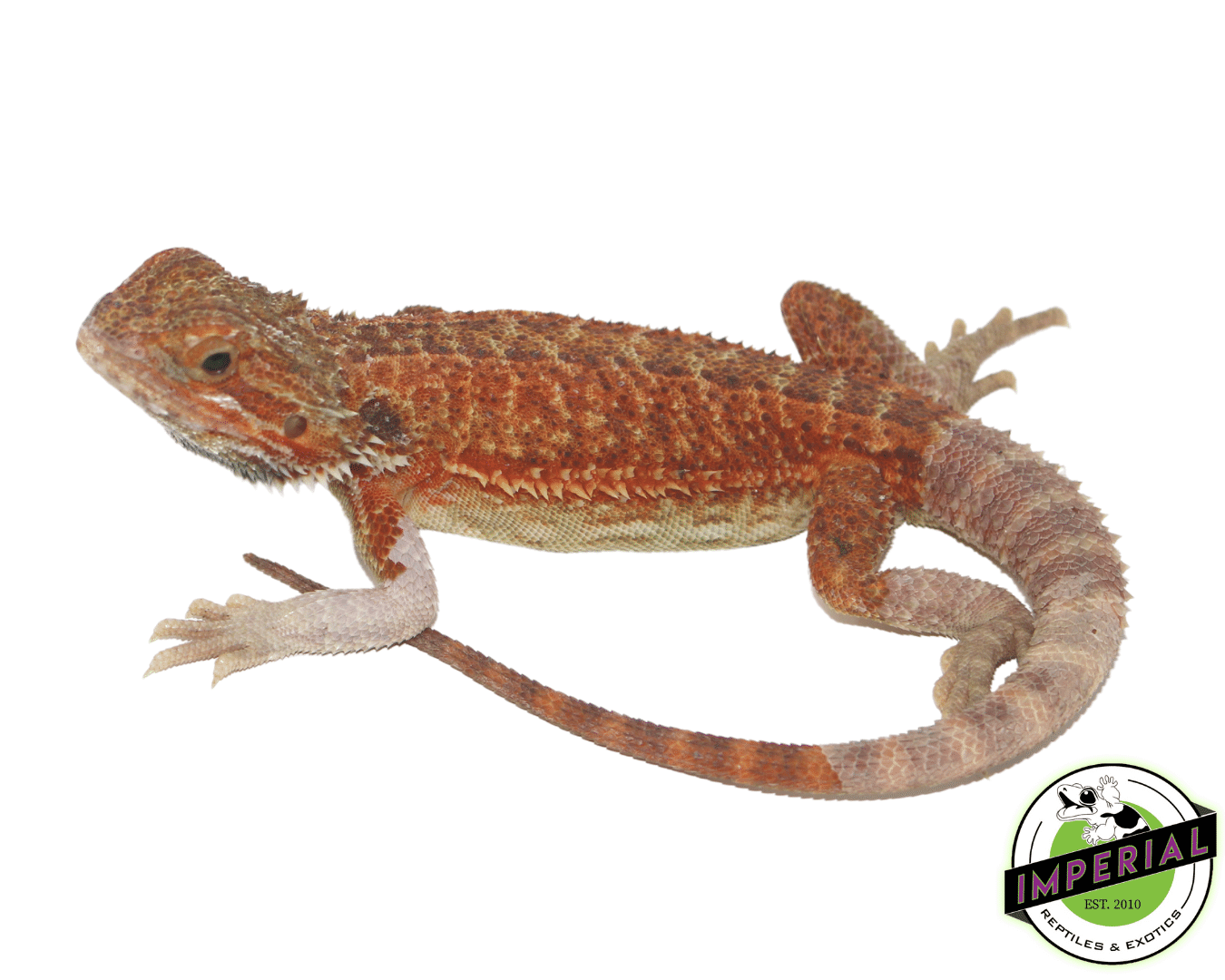 Red Hypo bearded dragon for sale, buy reptiles online