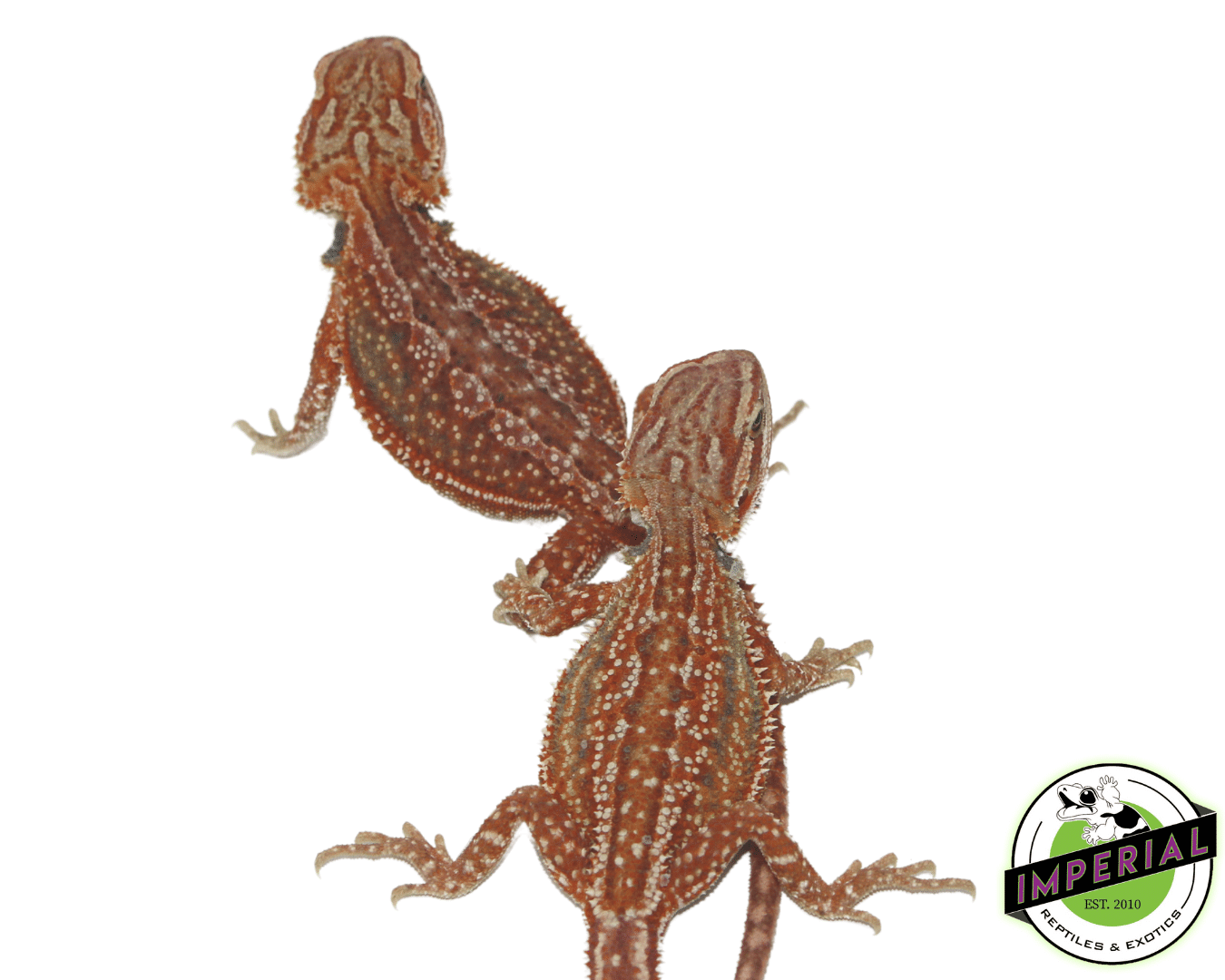 Red Hypo Dunner bearded dragon for sale, buy reptiles online