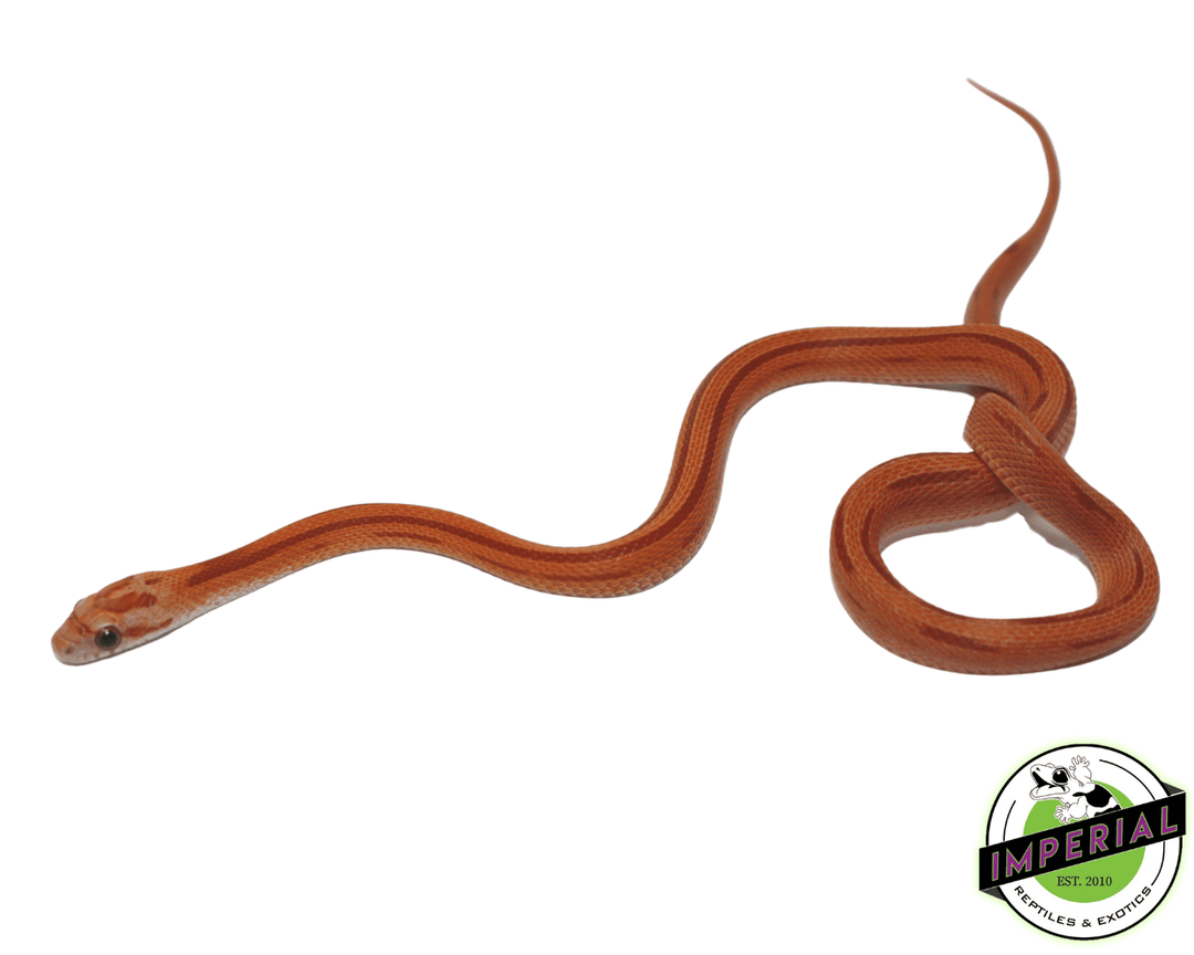 Classic Striped Corn Snake
