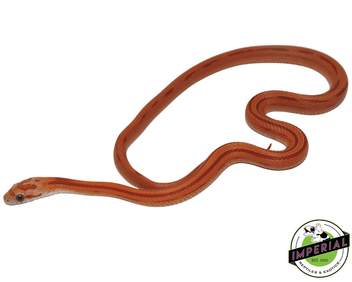 Hypo Striped Corn Snake For Sale - Imperial Reptiles – IMPERIAL