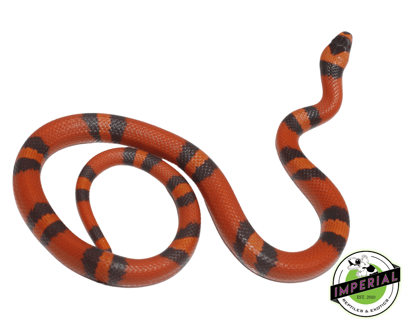 hypo tangerine honduran milk snake for sale, buy reptiles online