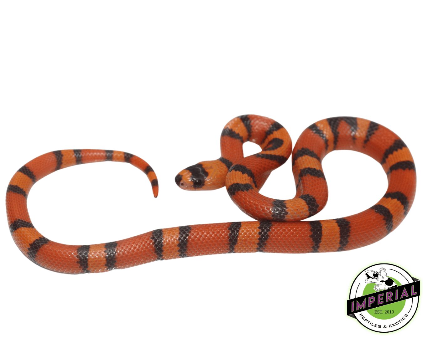 Hypo Tangerine Honduran Milk Snake For Sale - Imperial Reptiles
