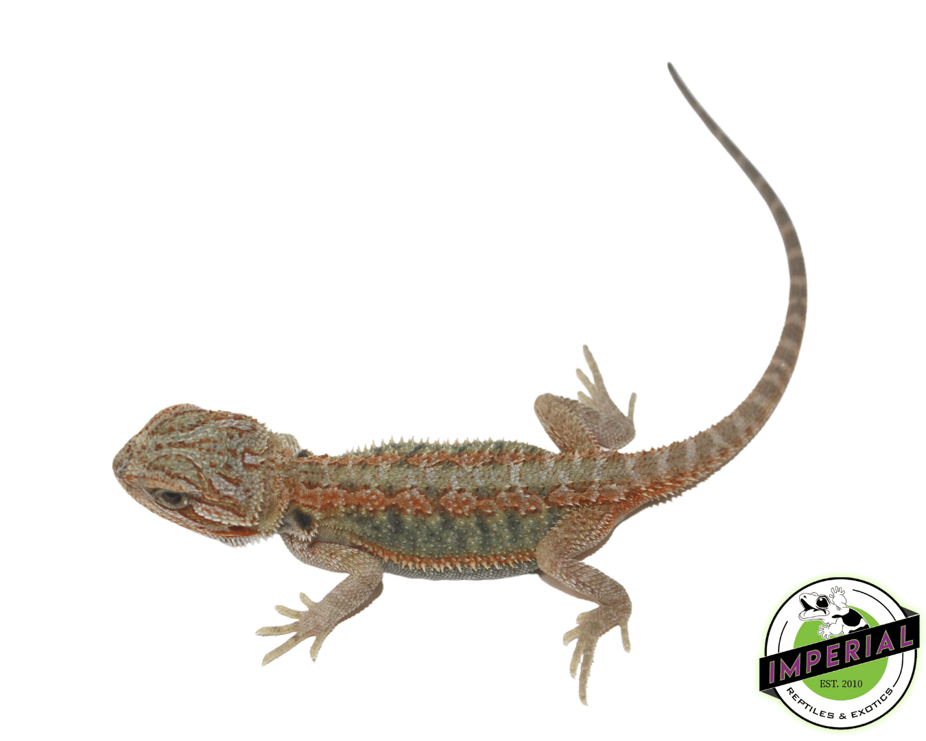 Bearded Dragon Ultra High Colour Hypo Trans