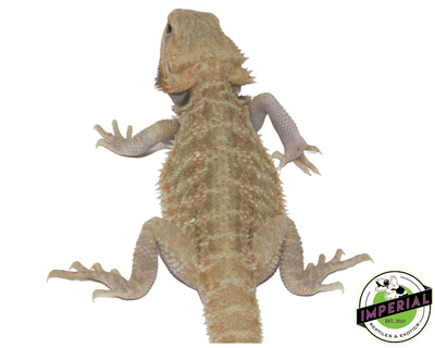 Hypo Translucent bearded dragon for sale, buy reptiles online