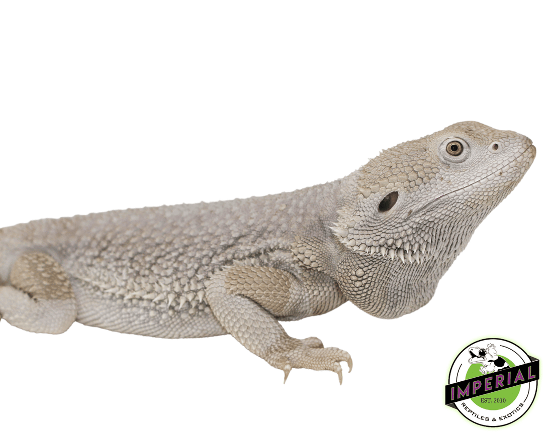 hypo-zero-bearded-dragons-for-