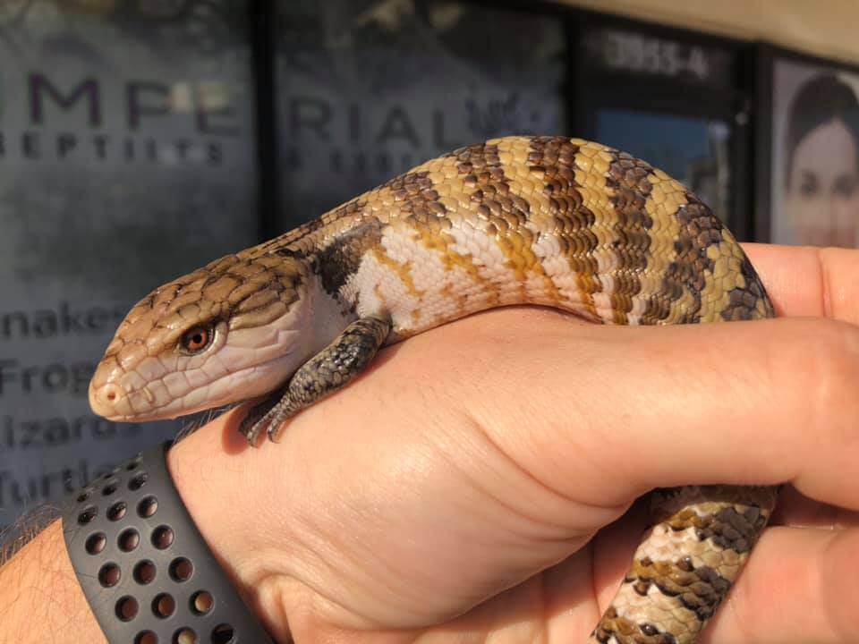 blue tongue skink for sale, buy reptiles online