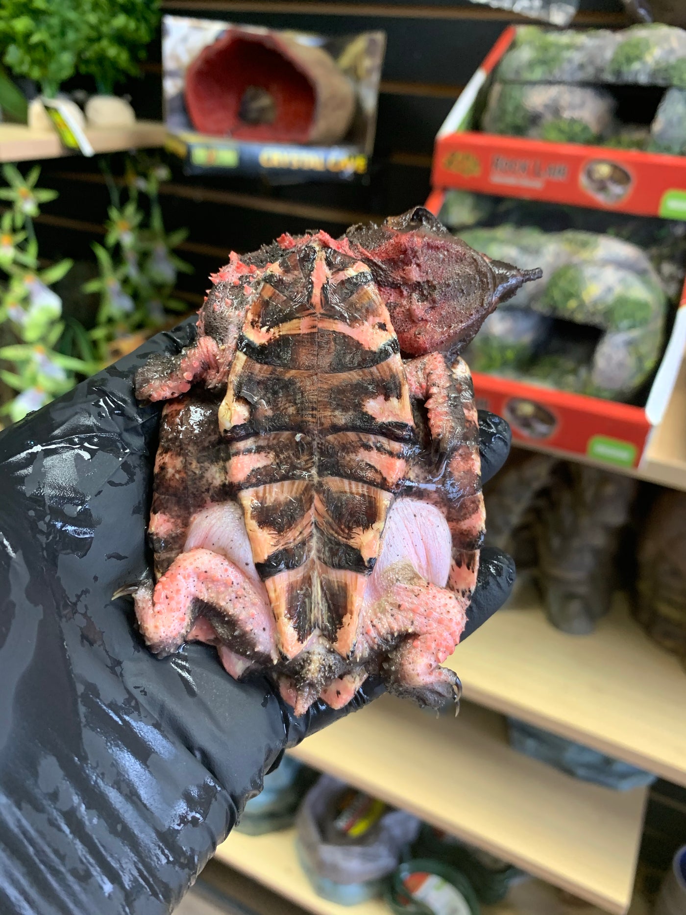 mata mata turtle for sale online, buy reptiles at cheap prices