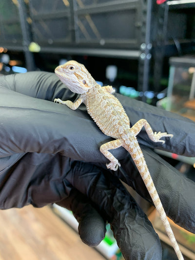 Frosted Hypo Bearded Dragon Baby