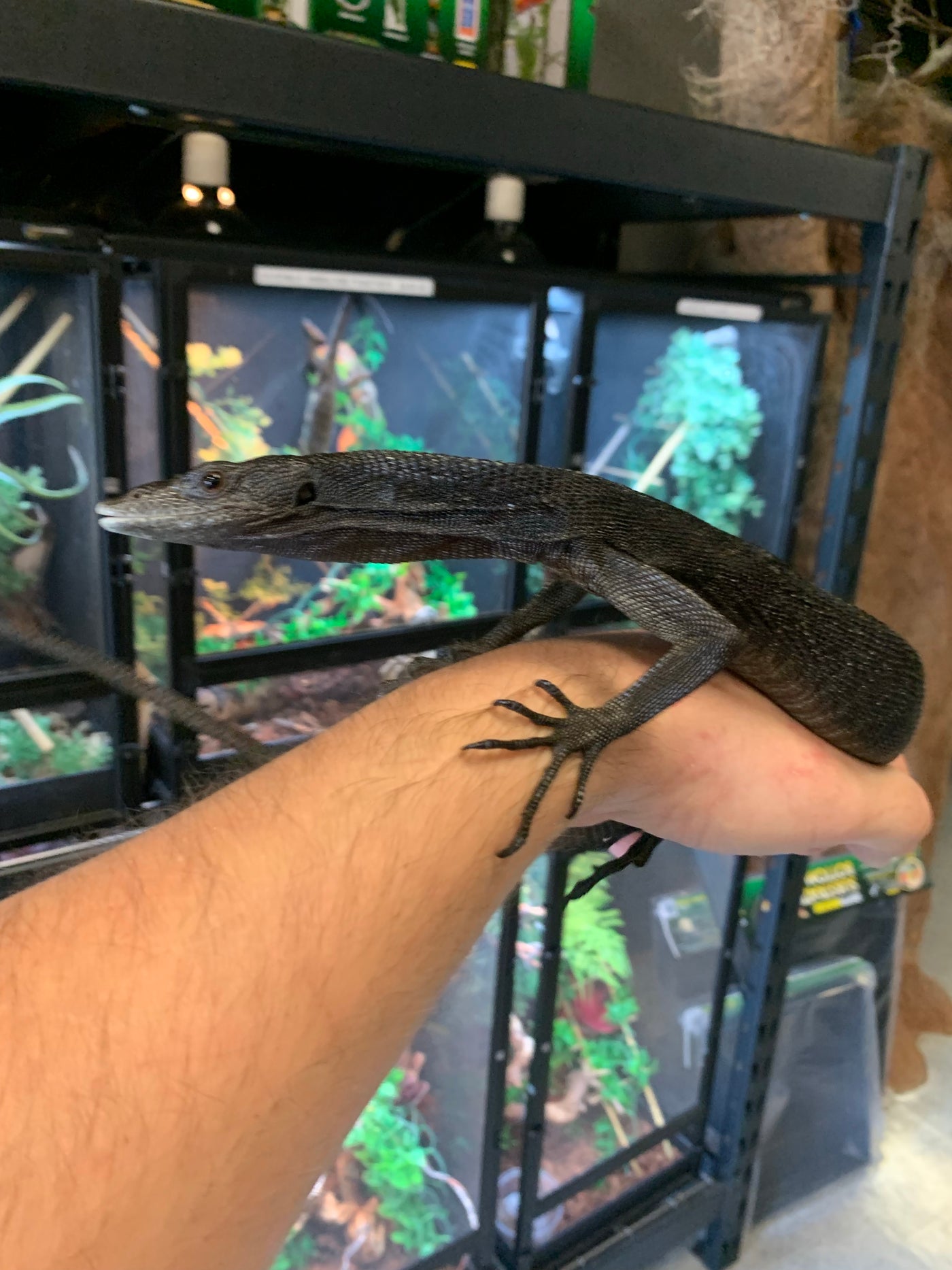 Black Tree Monitor For Sale Imperial Reptiles IMPERIAL REPTILES