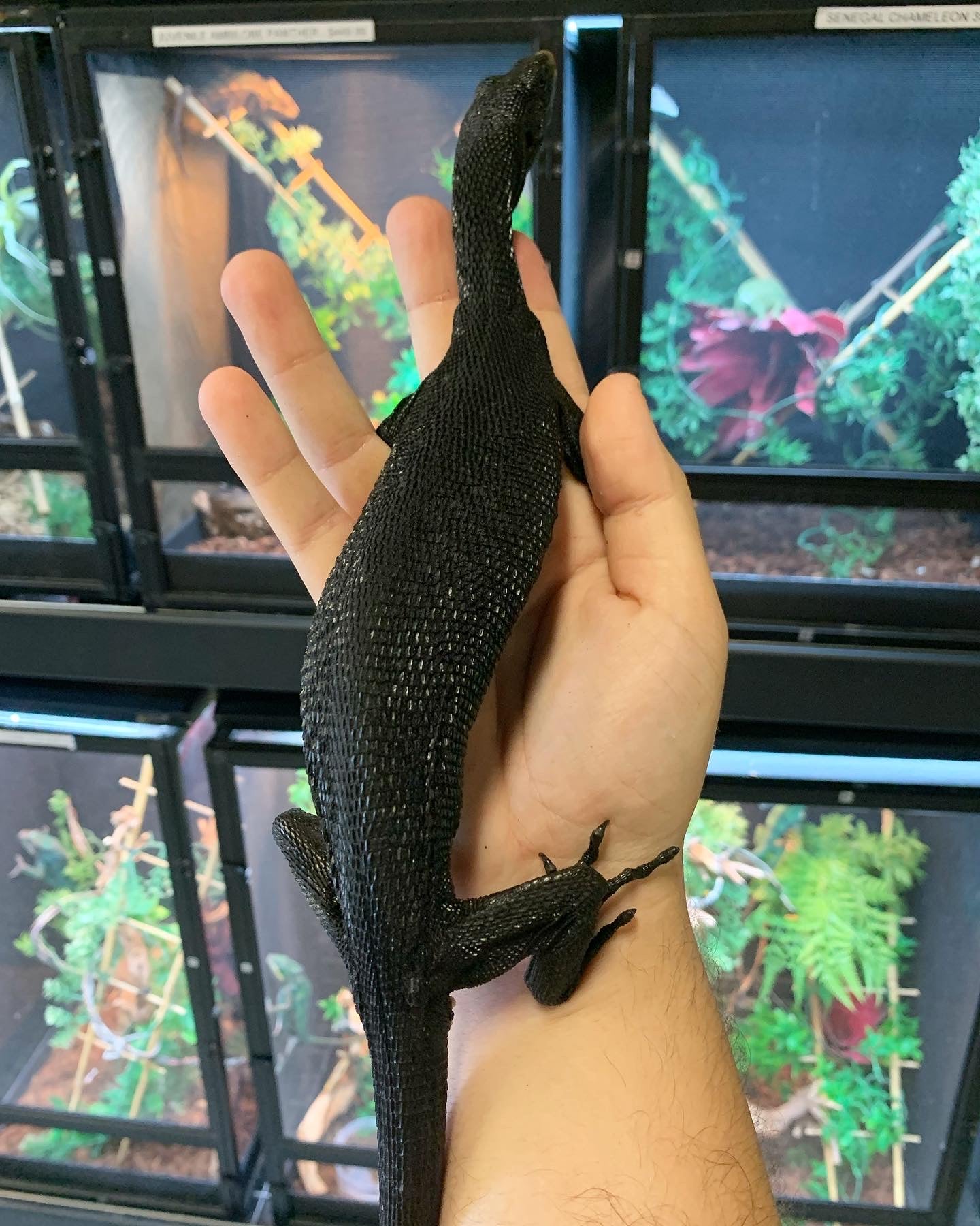 Black Tree Monitor For Sale Imperial Reptiles IMPERIAL REPTILES
