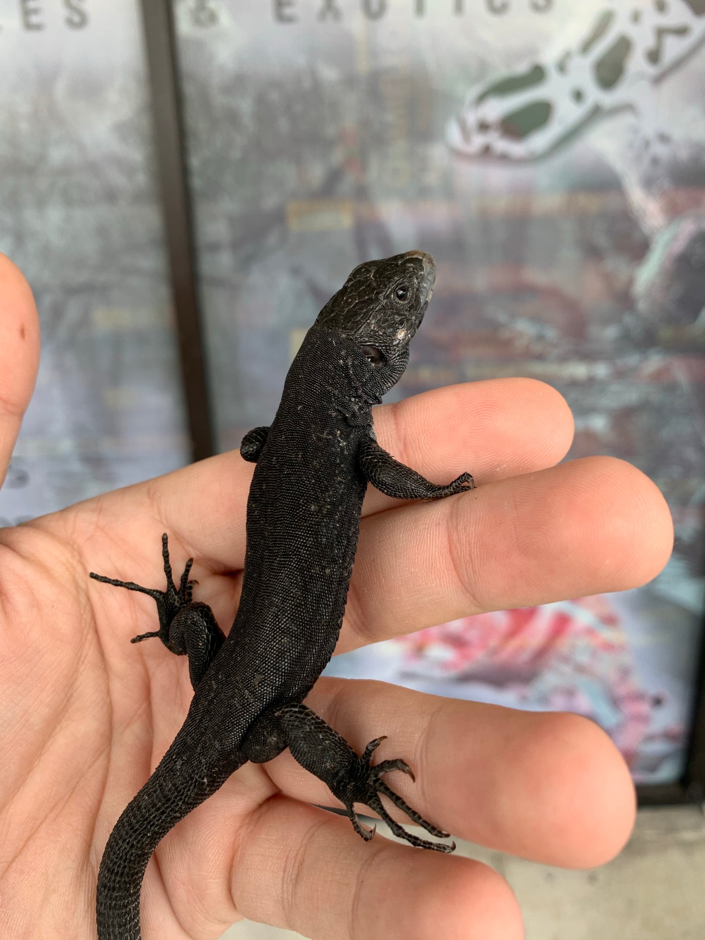 melanistic jeweled lacerta for sale, buy reptiles online