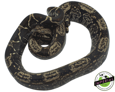 img boa constrictor for sale, buy reptiles online