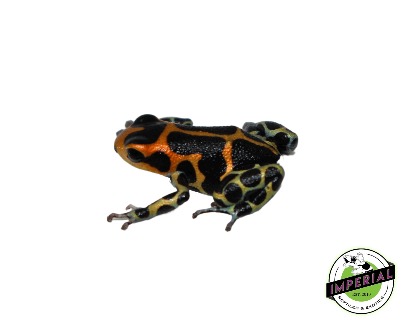 intermedius poison dart frog for sale, buy amphibians online