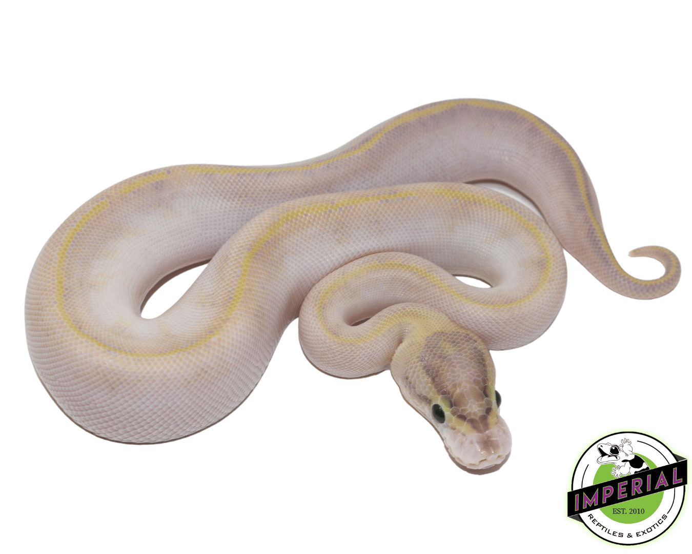 ivory ball python for sale, buy reptiles online